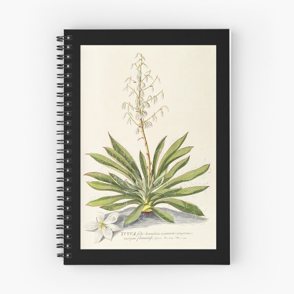 Item preview, Agave filifera - botanical illustration designed and sold by chimakingthings.