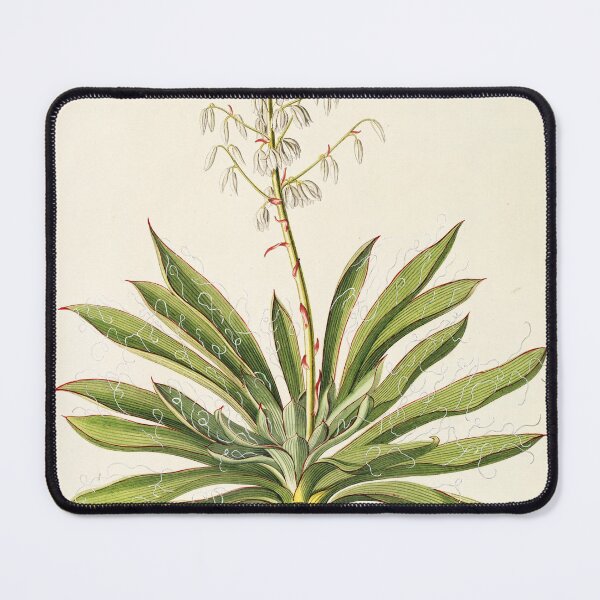 Item preview, Agave filifera - botanical illustration designed and sold by chimakingthings.