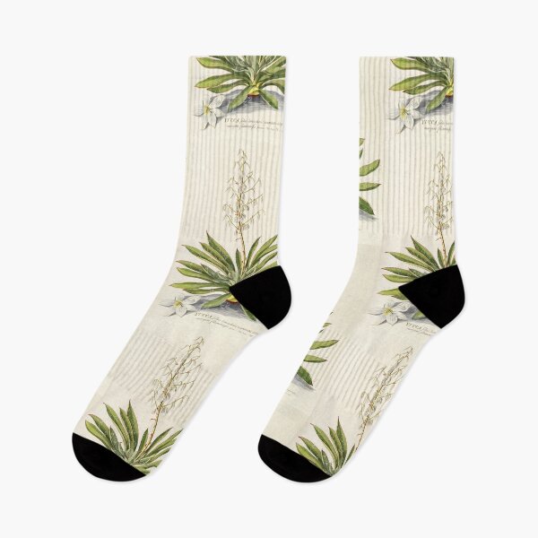 Item preview, Agave filifera - botanical illustration designed and sold by chimakingthings.