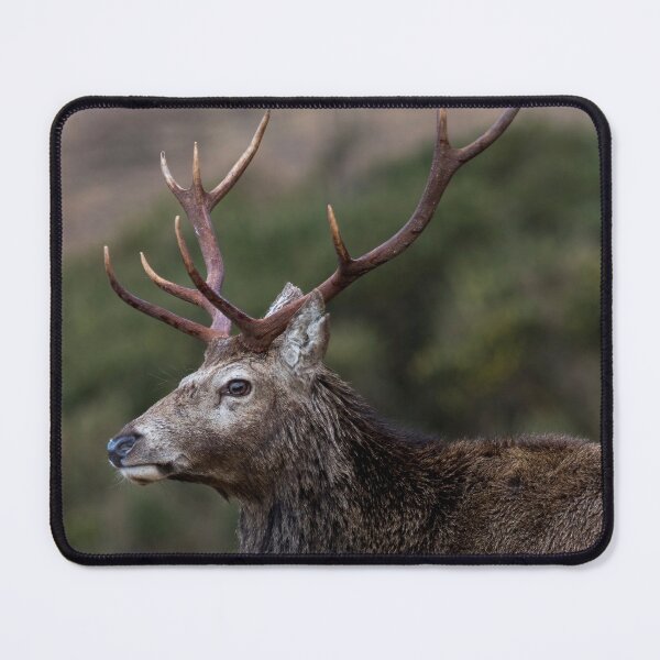 Item preview, Red Deer Stag with Antlers designed and sold by derekbeattie.