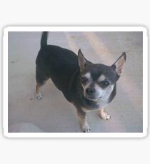 chihuahua full second Sticker