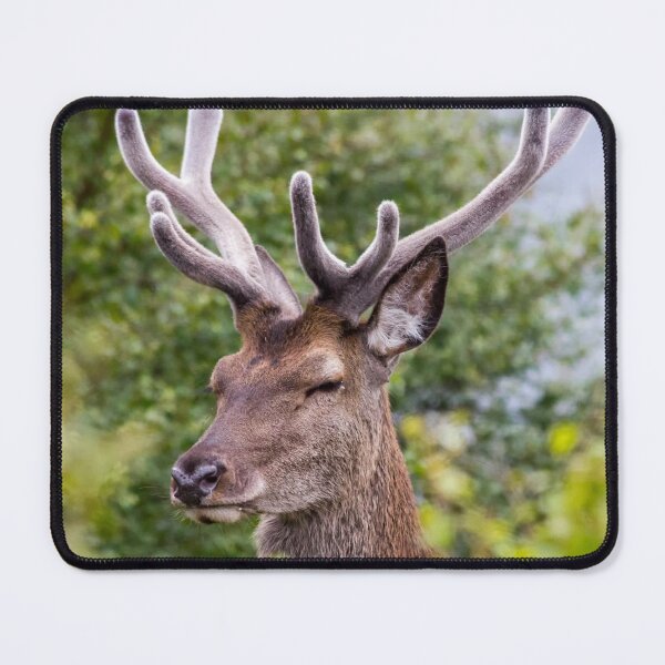 Item preview, Red Deer Stag with Velvet Antlers designed and sold by derekbeattie.