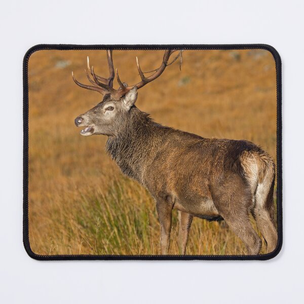 Item preview, Royal Red Deer Stag designed and sold by derekbeattie.