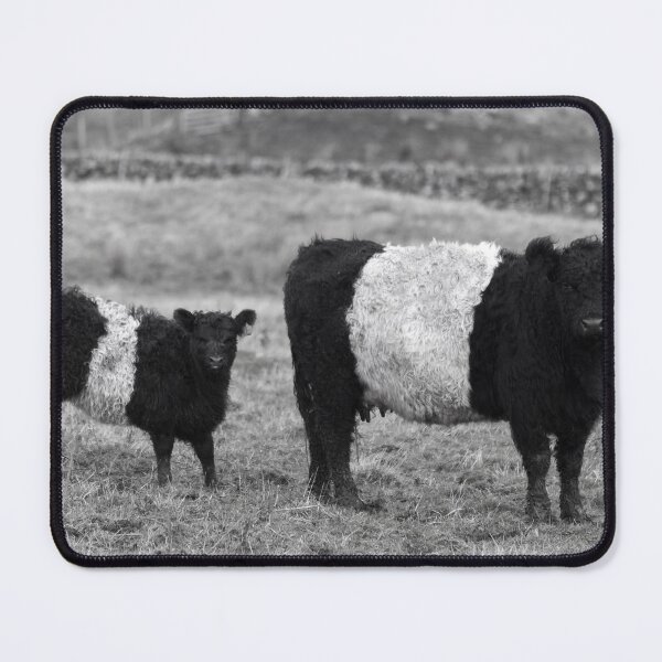 Item preview, Belted Galloway Cow and Calf designed and sold by derekbeattie.