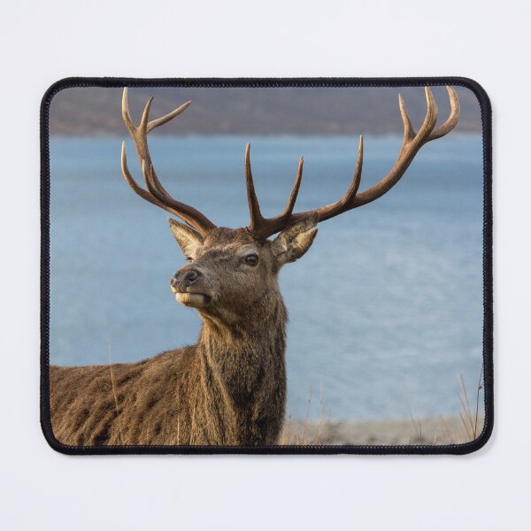 Item preview, Royal Red Deer Stag in Scotland designed and sold by derekbeattie.