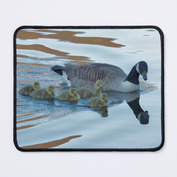Item preview, Barnacle Goose and Goslings designed and sold by derekbeattie.