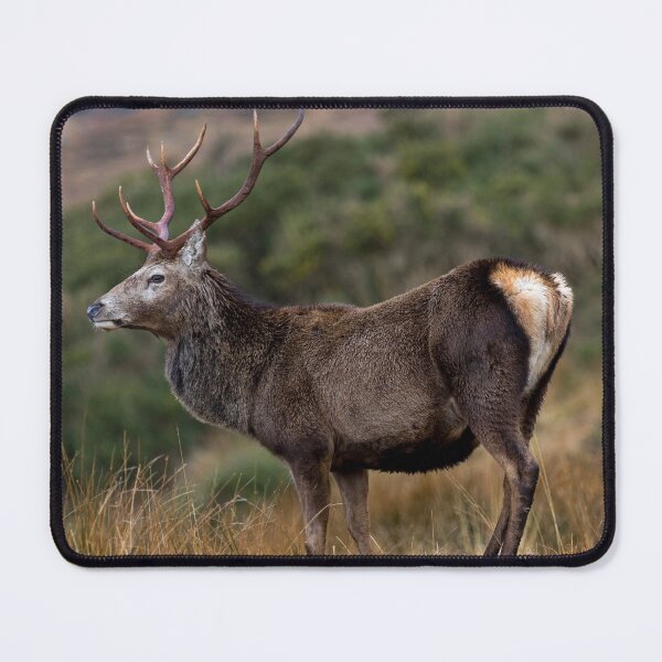 Item preview, Red Deer Stag in Highland Scotland designed and sold by derekbeattie.