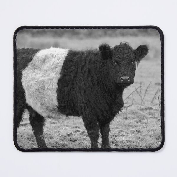 Item preview, Belted Galloway Cow Black and White designed and sold by derekbeattie.