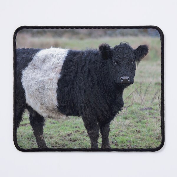 Item preview, Belted Galloway Cow designed and sold by derekbeattie.