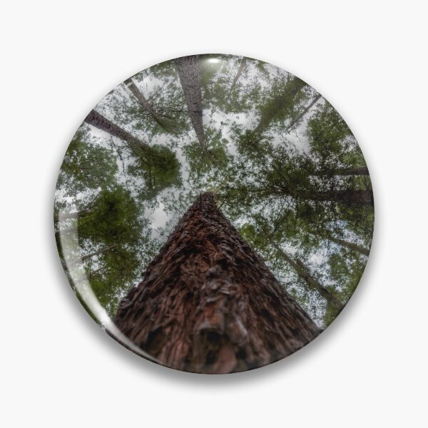 Item preview, Looking Up at Redwood Forest, East Warburton designed and sold by susanzentay.