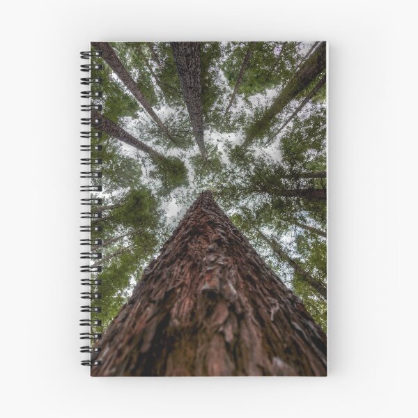 Item preview, Looking Up at Redwood Forest, East Warburton designed and sold by susanzentay.