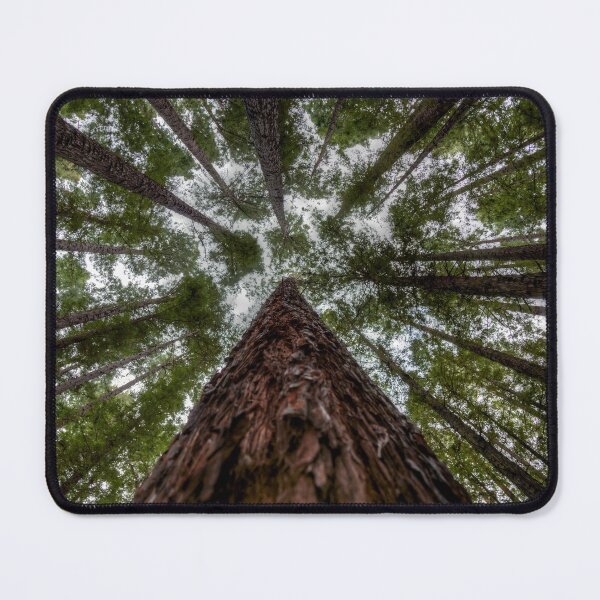 Item preview, Looking Up at Redwood Forest, East Warburton designed and sold by susanzentay.