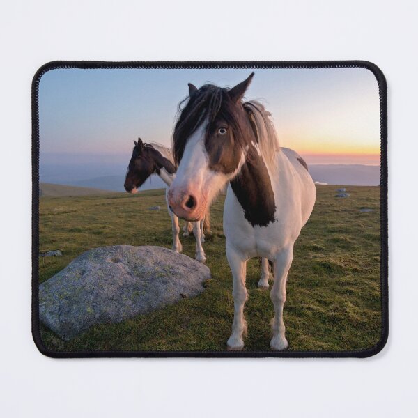 Item preview, Piebald Ponies at Sunset designed and sold by derekbeattie.