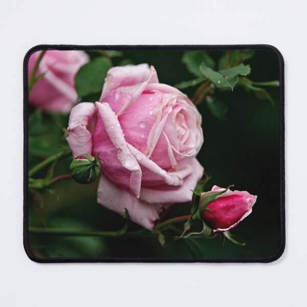 Item preview, Lavender Rose designed and sold by Michael Cummings.