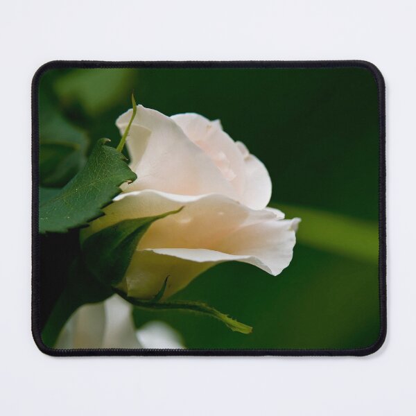 Item preview, White Roses designed and sold by Michael Cummings.