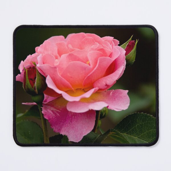 Item preview, Pink Rose designed and sold by Michael Cummings.