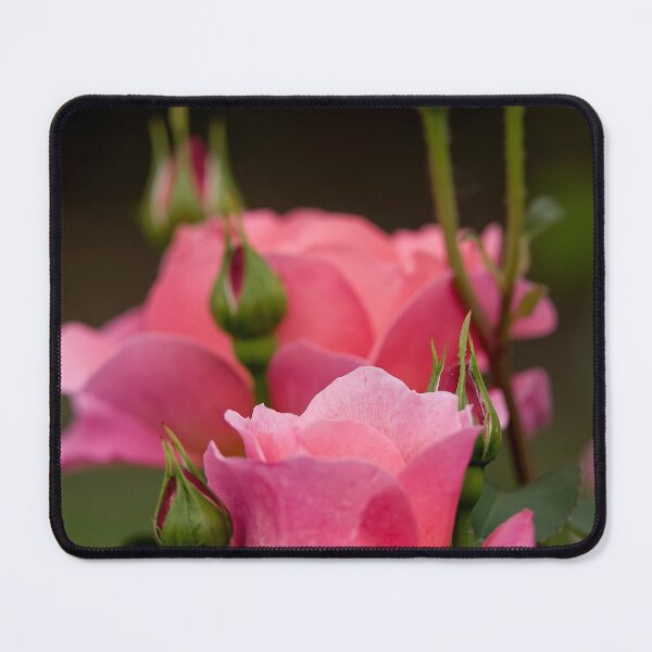 Item preview, Pink Roses designed and sold by Michael Cummings.
