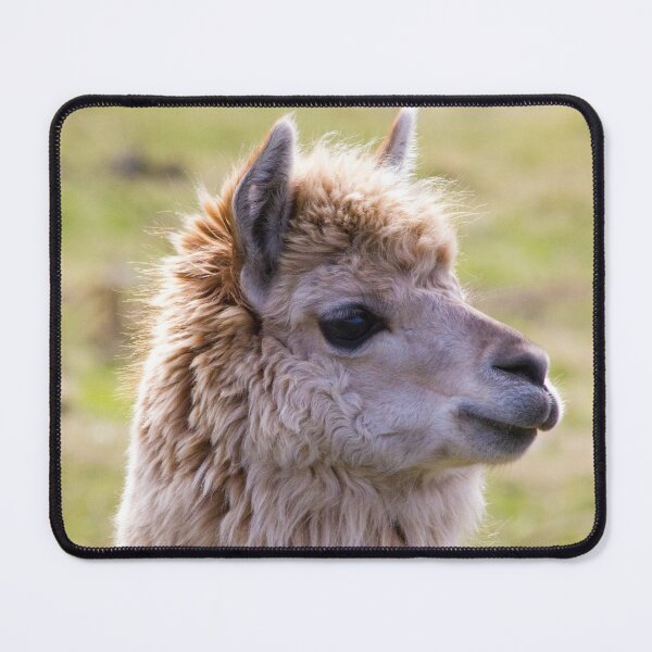 Item preview, Sunshine Llama designed and sold by derekbeattie.