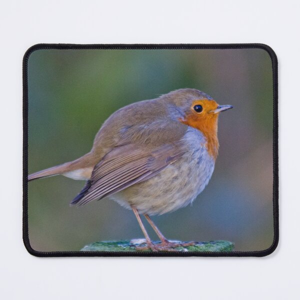 Item preview, Robin designed and sold by derekbeattie.