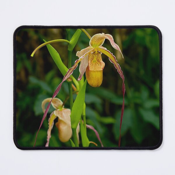 Item preview, Paphiopedilum Orchid designed and sold by Michael Cummings.
