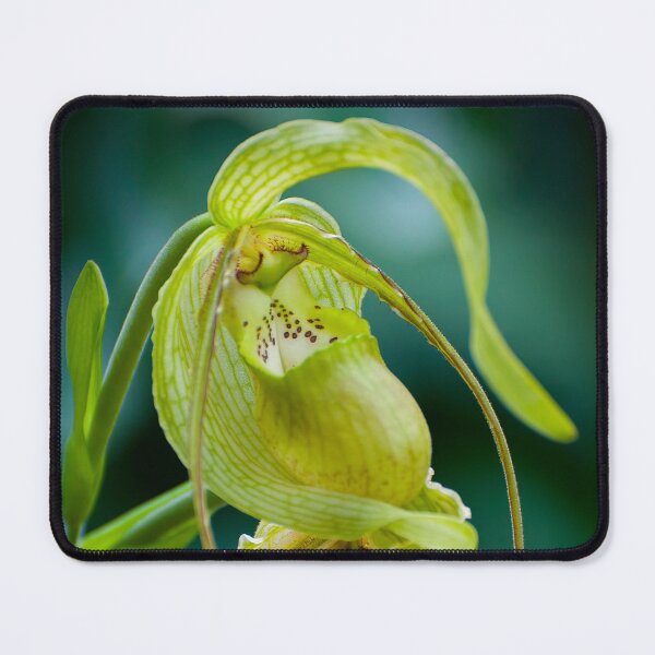 Item preview, Yellow Green Paphiopedilum Orchid designed and sold by Michael Cummings.