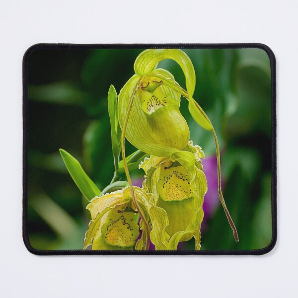 Item preview, Yellow Green Paphiopedilum Orchid designed and sold by Michael Cummings.