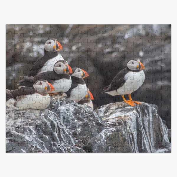Artikel-Vorschau von Schöne Wildlife Ocean Papageientaucher Vögel, designt und verkauft von HaleyRedshaw.