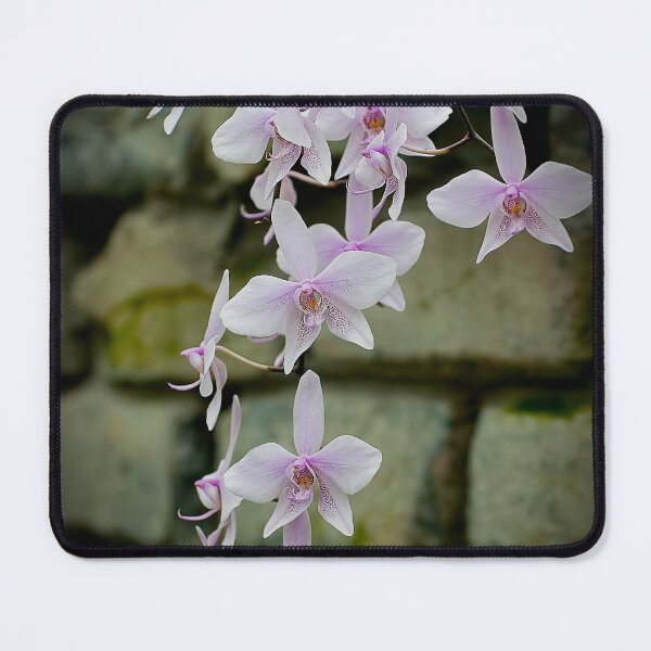 Item preview, Light Purple Moth Orchid designed and sold by Michael Cummings.