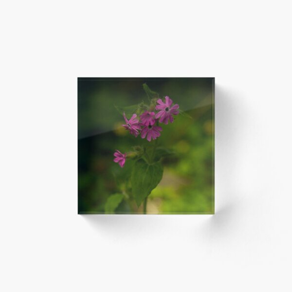 Pink Campion in Prehen Woods, Derry Acrylic Block