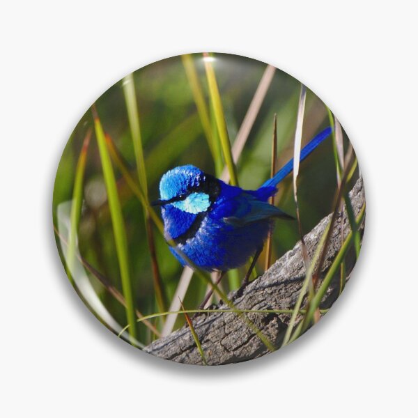 Item preview, Cute Birds A Splendid Fairy Wren Bird In Breeding Plumage designed and sold by Jason Gilbert.
