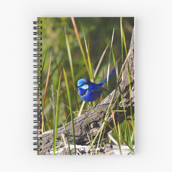 Item preview, Cute Birds A Splendid Fairy Wren Bird In Breeding Plumage designed and sold by Jason Gilbert.