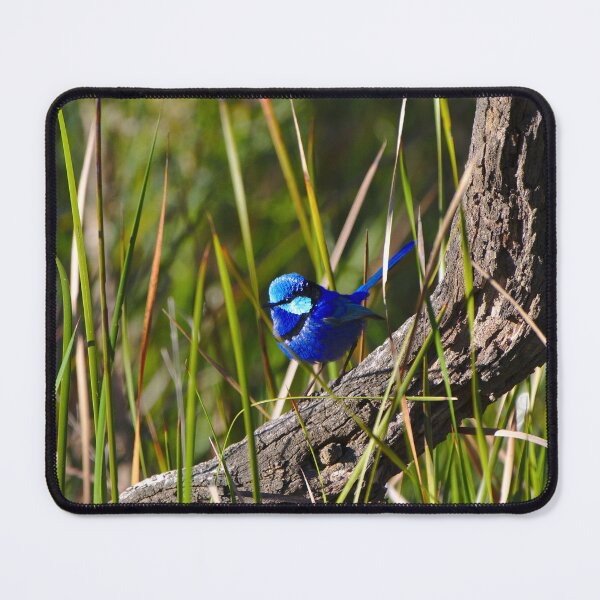 Item preview, Cute Birds A Splendid Fairy Wren Bird In Breeding Plumage designed and sold by Jason Gilbert.