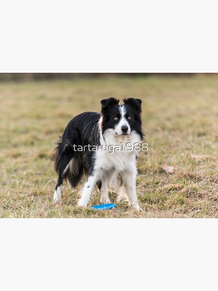 border collie frisbee