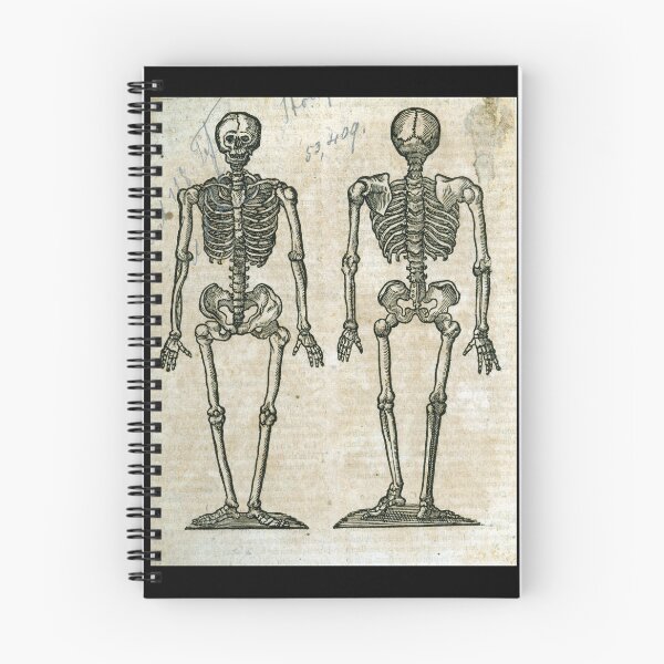 Item preview, Malpighi Skeleton designed and sold by Lloyd Library & Museum.