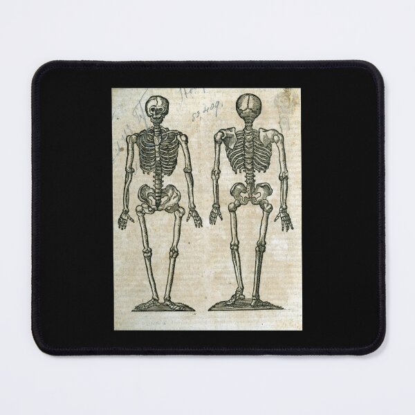Item preview, Malpighi Skeleton designed and sold by Lloyd Library & Museum.