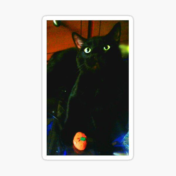 Item preview, Black Cat Pumpkin designed and sold by unbleepable.