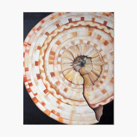 Sundial Shell Art Board Print