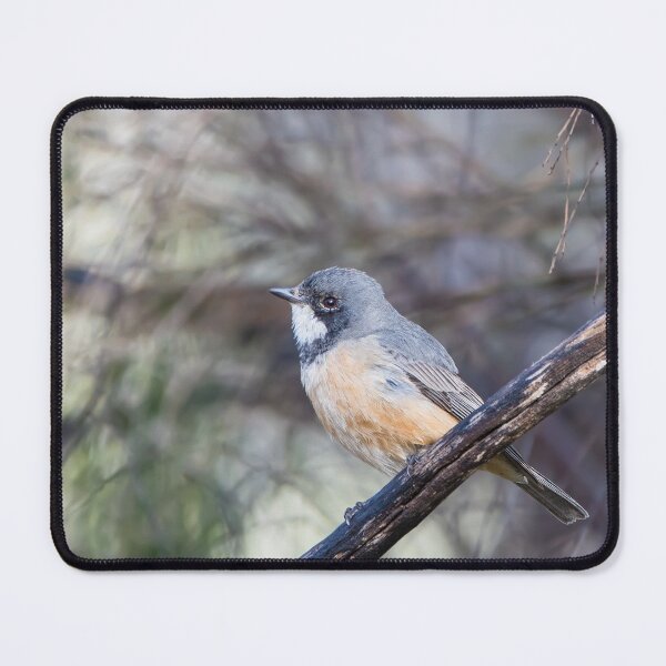 Item preview, Birds - A Roufous Whistler Bird Perched On A Branch designed and sold by Jason Gilbert.