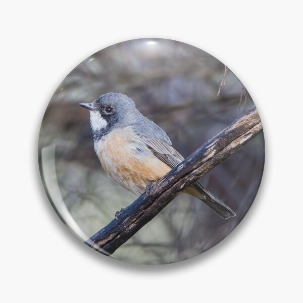 Item preview, Birds - A Roufous Whistler Bird Perched On A Branch designed and sold by Jason Gilbert.