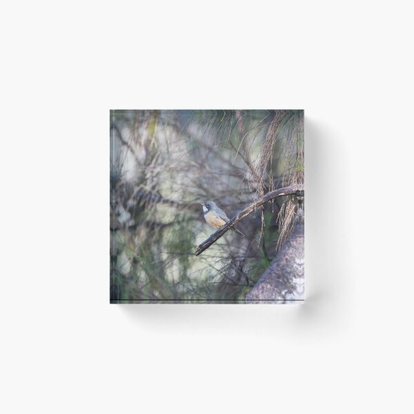 Item preview, Birds - A Roufous Whistler Bird Perched On A Branch designed and sold by Jason Gilbert.
