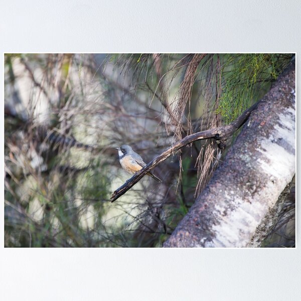 Item preview, Birds - A Roufous Whistler Bird Perched On A Branch designed and sold by Jason Gilbert.