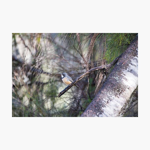 Item preview, Birds - A Roufous Whistler Bird Perched On A Branch designed and sold by Jason Gilbert.