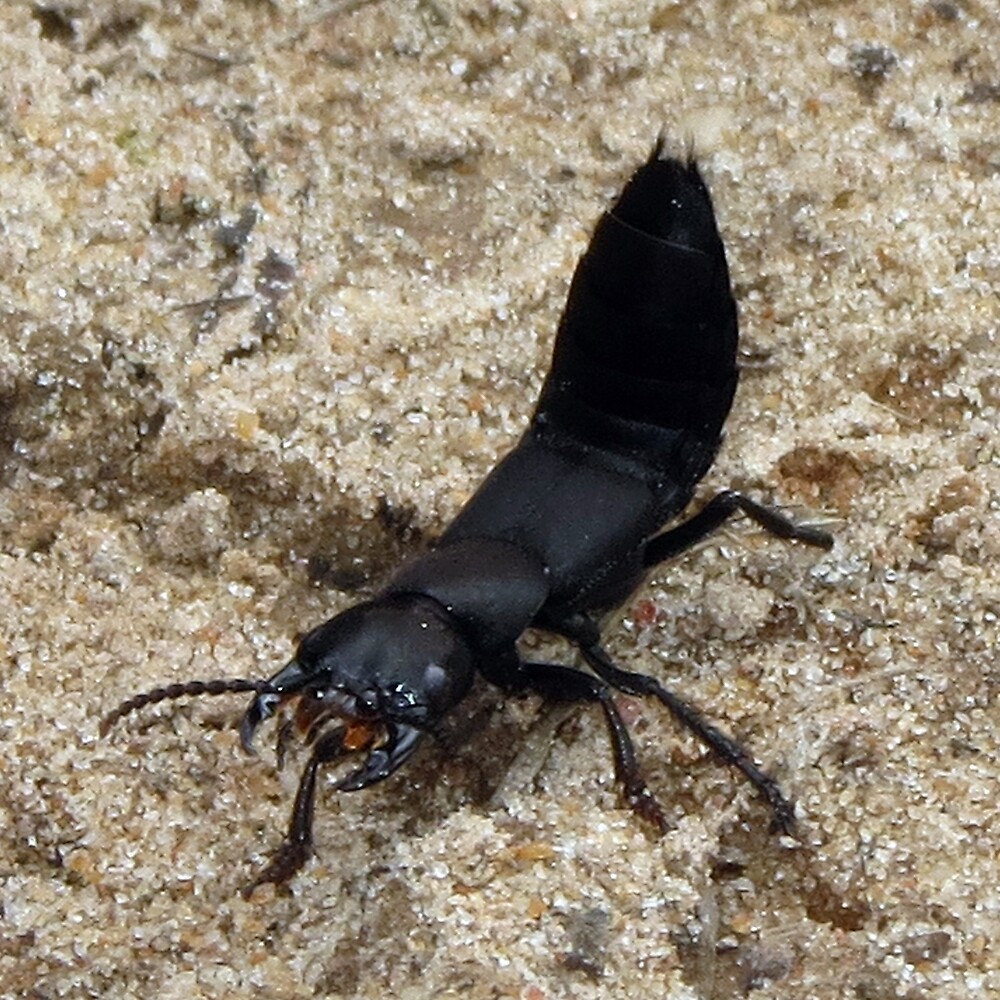 "Devil's Coach Horse Beetle" by John Thurgood Redbubble
