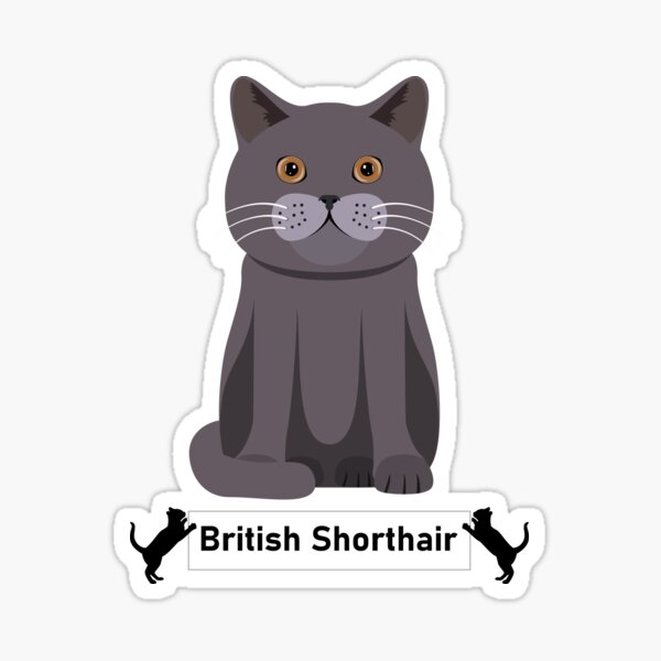 British Shorthair cat icons set cartoon vector. Funny animal