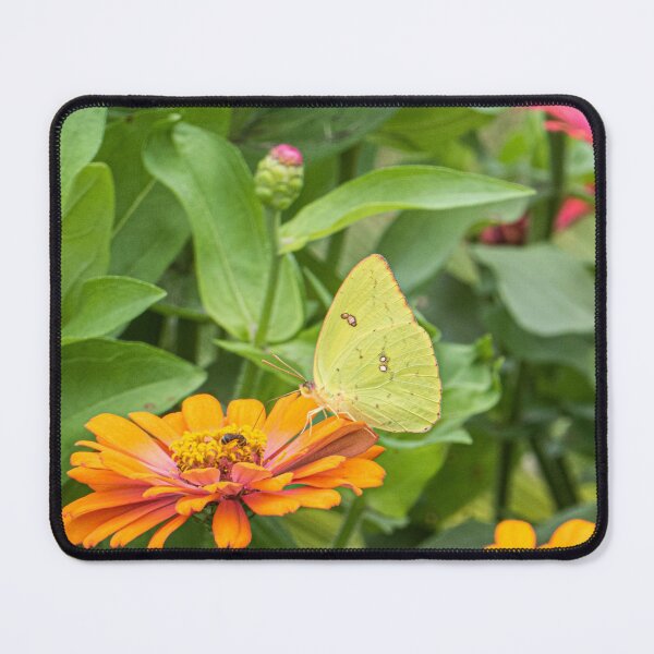 Item preview, Alfalfa Butterfly designed and sold by KensLensDesigns.