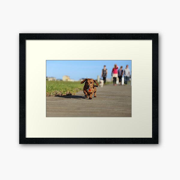Chicko's Run Framed Art Print