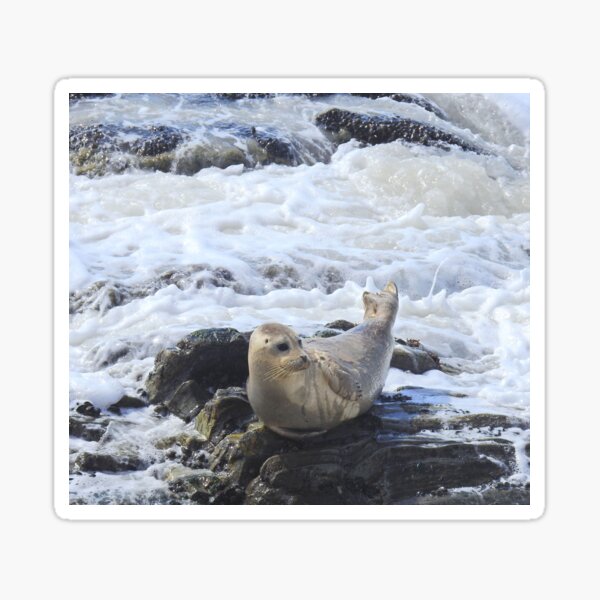 Harbor seal, marine life, wildlife, Pacific Pup Sticker