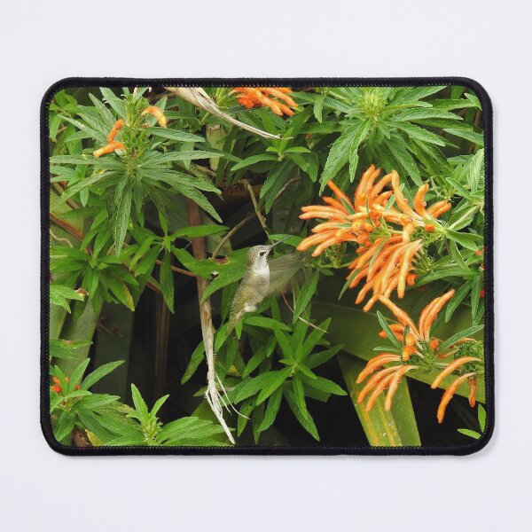Item preview, Hummingbird, Wildlife, Nature, gifts designed and sold by Sandra O'Toole.