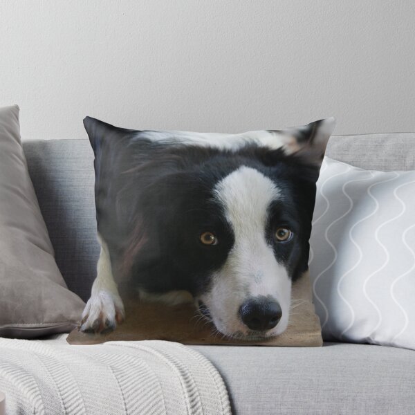 Item preview, Border Collie designed and sold by Lyrebird.