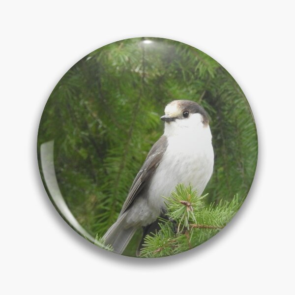 Item preview, Gray Jay, birds, nature, wildlife, gifts designed and sold by Sandra O'Toole.